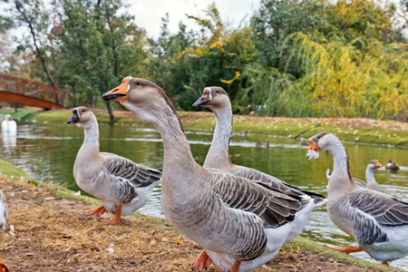 A flock of domestic geese walking on the shore of the pond in a protected areaの写真素材