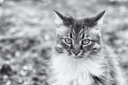 Front view of a beautiful long hired maine coon cat, soft focus shot of a brown, white and black domestic cat in a portrait styleの写真素材