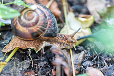 brown long big snail round shell with stripes and with long horns crawling in the gardenの写真素材