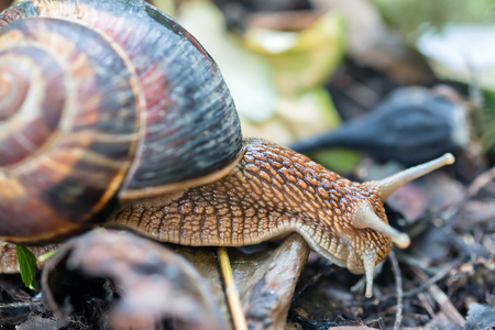brown long big snail round shell with stripes and with long horns crawling in the gardenの写真素材