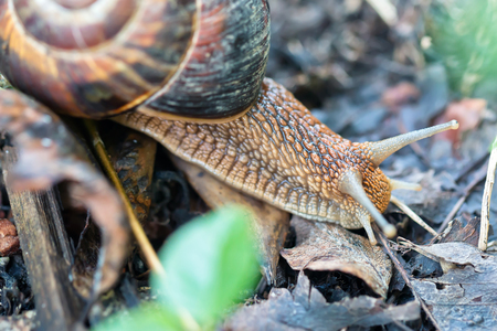 brown long big snail round shell with stripes and with long horns crawling in the gardenの写真素材