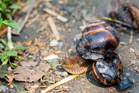 brown long big snail round shell with stripes and with long horns crawling in the gardenの写真素材