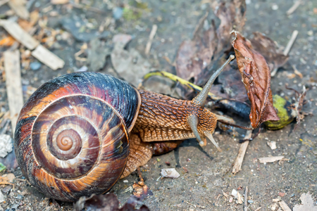 brown long big snail round shell with stripes and with long horns crawling in the gardenの写真素材