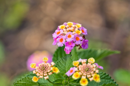 Small decorative flowers of yellow and purple in one inflorescenceの写真素材