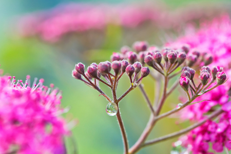 Small decorative pink flowers with long stamens with dew drops on stems after rain