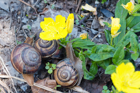 brown long big snail round shell with stripes and with long horns crawling in the gardenの写真素材