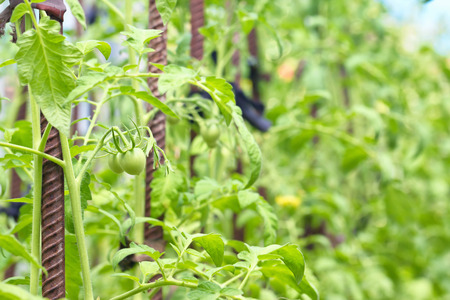 Unripe green tomatoes hang on the branches of bushes in agriculture greenhouseの写真素材