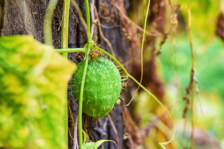 Fruits of wild cucumber grown in the forest floodplain of the Volga riverの写真素材