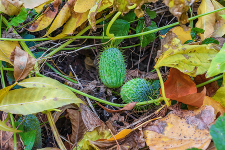 Fruits of wild cucumber grown in the forest floodplain of the Volga riverの写真素材
