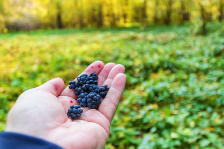 Berries ripe wild blackberries collected in the autumn forest lie on the palm on background of autumn forestの写真素材