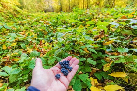 Berries ripe wild blackberries collected in the autumn forest lie on the palm on background of autumn forestの写真素材