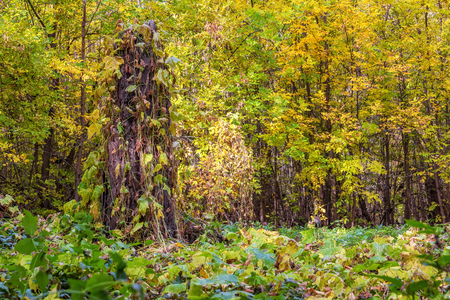 A large clearing in the autumn forest with a high stump in the middle. Throughout the meadow grows wild cucumberの写真素材