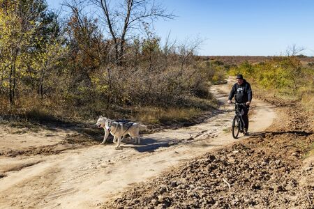 VOLGOGRAD - OCTOBER 13: Training of Husky at warm time of year without snow with the special bike instead of sleigh rides. October 13, 2018 in Volgograd, Russia.のeditorial素材