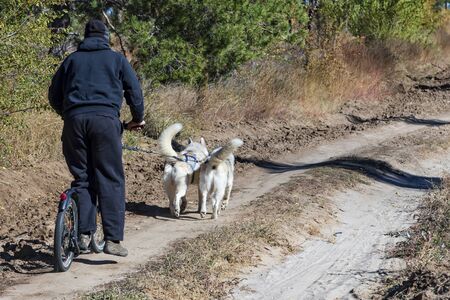 VOLGOGRAD - OCTOBER 13: Training of Husky at warm time of year without snow with the special bike instead of sleigh rides. October 13, 2018 in Volgograd, Russia.のeditorial素材