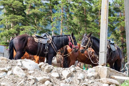 Horses harnessed with saddles standing at the post waiting for tourists for a horse ride through the mountainsの写真素材