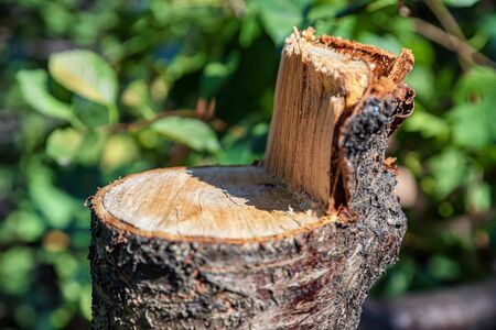 Stump left after cutting down an old fruit tree in the gardenの写真素材