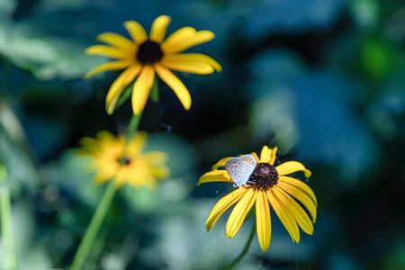 A butterfly drinks nectar from a garden flower and thus produces pollination of plantsの写真素材