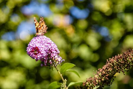 A butterfly drinks nectar from a garden flower and thus produces pollination of plantsの写真素材