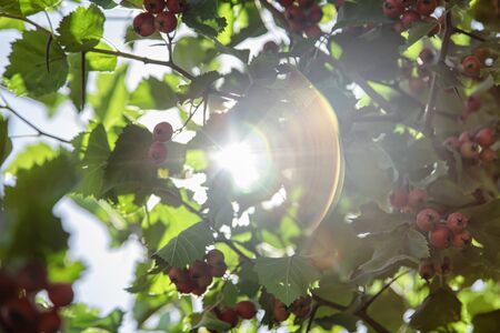 Sunlight breaks through the dense branches of hawthorn with ripe berriesの写真素材