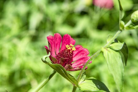 A large red flower with yellow stamens grows in the garden. The background is very blurred , the emphasis on the flowerの写真素材
