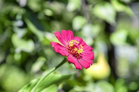 A large red flower with yellow stamens grows in the garden. The background is very blurred , the emphasis on the flowerの写真素材