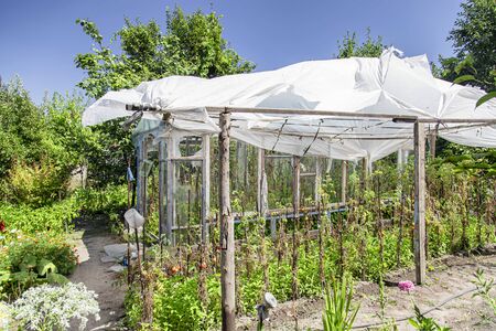 Garden plot in the Russian countryside with trees and vegetables. Hiding tomatoes from the scorching sunの写真素材