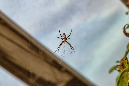 A large spider with black and yellow stripes on the body sits with its web and waits for the victimの写真素材