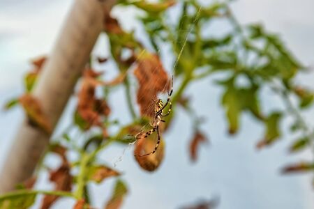 A large spider with black and yellow stripes on the body sits with its web and waits for the victimの写真素材