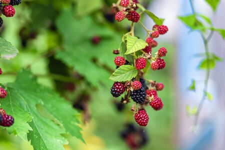 Large, ripe garden BlackBerry - ozhina. On the branch grows several berries of varying degrees of maturityの写真素材