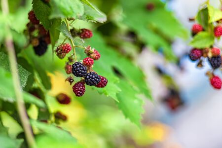 Large, ripe garden BlackBerry - ozhina. On the branch grows several berries of varying degrees of maturityの写真素材