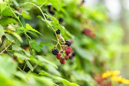 Large, ripe garden BlackBerry - ozhina. On the branch grows several berries of varying degrees of maturityの写真素材