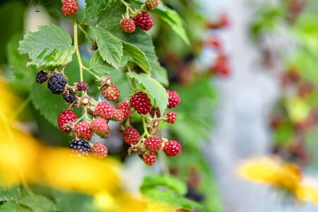 Large, ripe garden BlackBerry - ozhina. On the branch grows several berries of varying degrees of maturityの写真素材