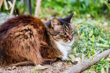Domestic long-haired cat tricolor resting in the garden lying in the grassの写真素材