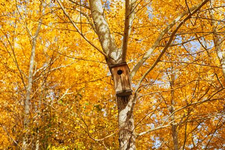 A birdhouse hangs on a tree in an autumn forest with falling yellow foliageの写真素材