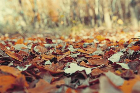 Withered multicolored leaves lie flat on the ground in the forestの写真素材