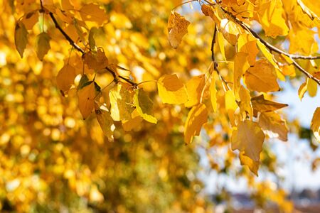 Yellow autumn leaves fall from the crown of trees in the forestの写真素材