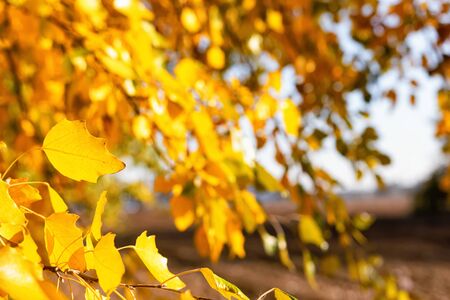 Yellow autumn leaves fall from the crown of trees in the forestの写真素材