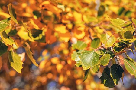 Yellow and green autumn leaves fall from the crown of trees in the forestの写真素材