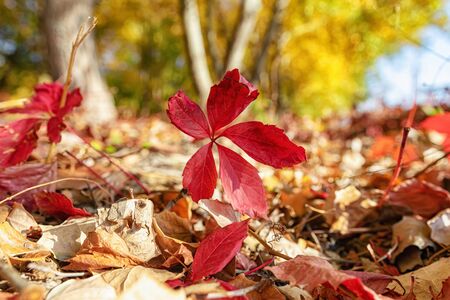 Red autumn leaves of wild grapes stand out against the background of dead fallen tree leavesの写真素材