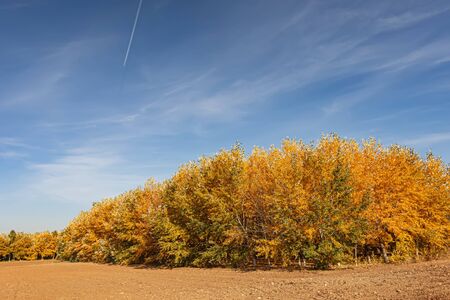 Yellow autumn foliage on the crowns of trees in the forestの写真素材