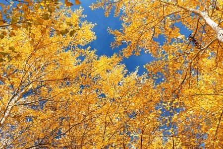 Yellow autumn leaves fall from the crown of trees in the forestの写真素材