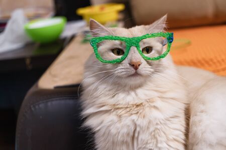 Domestic cat of red and white color tries on glasses drawn with a 3D penの写真素材
