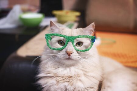 Domestic cat of red and white color tries on glasses drawn with a 3D penの写真素材