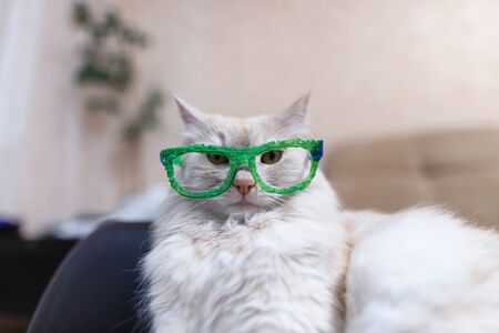 Domestic cat of red and white color tries on glasses drawn with a 3D penの写真素材