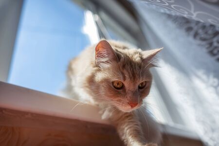 A beautiful fluffy domestic cat is lying on the windowsill and basking in the sunの写真素材