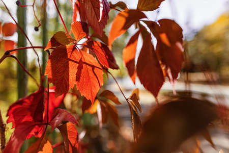Red grape leaves on the hedge indicate the onset of autumnの写真素材
