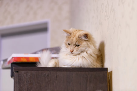 A fluffy peach-colored house cat is lying on the closet in the roomの写真素材