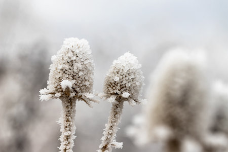 frozen and covered with ice large wildflowers in a meadowの写真素材