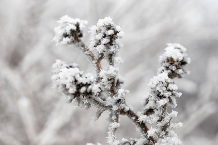 Withered and green grass is covered with frost after the onset of frostの写真素材