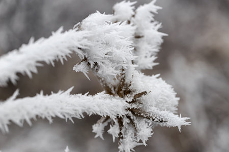 Long ice crystals on frozen tree branches after the onset of frostの写真素材
